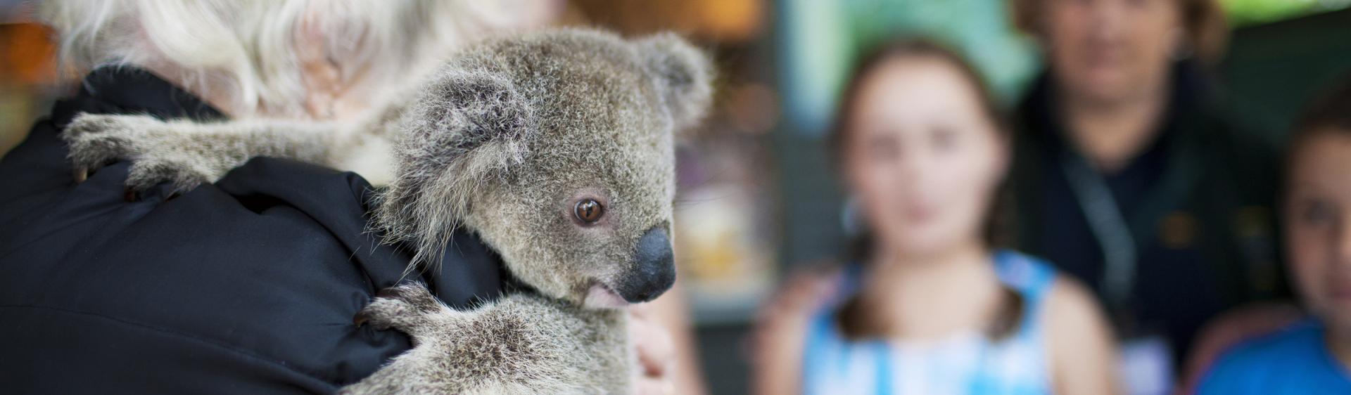 Port Macquarie Koala Hospital