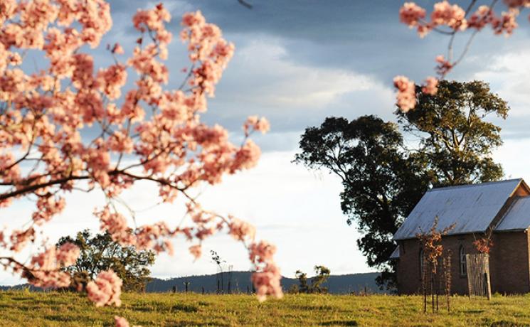 Blütenpracht in der Region Mudgee, Ländliches NSW NSW